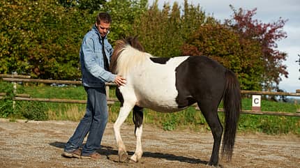 CAV Stimmung Horsemanship Florian Oberparleiter 5 CAV Stimmung Horsemanship Florian Oberparleiter 5