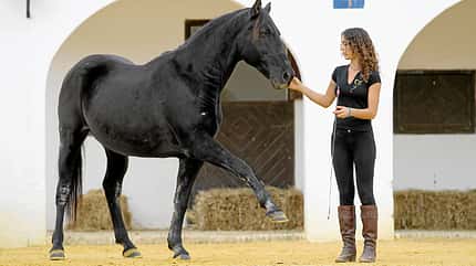 CAV Kenzie Dysli Freiheitsdressur Horsemanship Halsring Academie CAV Kenzie Dysli Freiheitsdressur Horsemanship Halsring Academie