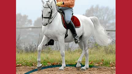 CAV Hinterhand Dressur Tragkraft 4 CAV Hinterhand Dressur Tragkraft 4