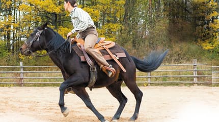 CAV Hinterhand Dressur Tragkraft 13 CAV Hinterhand Dressur Tragkraft 13