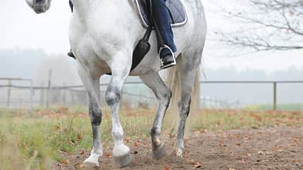 CAV Hinterhand Dressur Tragkraft 11 CAV Hinterhand Dressur Tragkraft 11