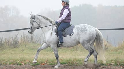CAV Hinterhand Dressur Tragkraft 5 CAV Hinterhand Dressur Tragkraft 5
