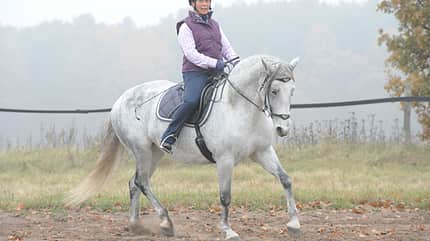 CAV Hinterhand Dressur Tragkraft 9 CAV Hinterhand Dressur Tragkraft 9
