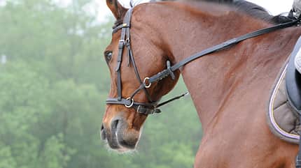 CAV Gebisslos reiten Zaum Zäumung 8 CAV Gebisslos reiten Zaum Zäumung 8
