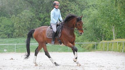 CAV Gebisslos reiten Zaum Zäumung 9 CAV Gebisslos reiten Zaum Zäumung 9