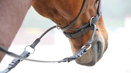CAV Gebisslos reiten Zaum Zäumung 7 CAV Gebisslos reiten Zaum Zäumung 7