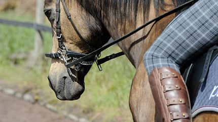 CAV Gebisslos reiten Zaum Zäumung 5 CAV Gebisslos reiten Zaum Zäumung 5