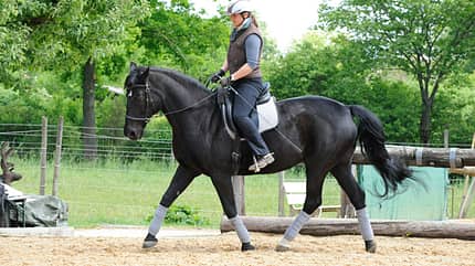 CAV Gebisslos reiten Zaum Zäumung 2 CAV Gebisslos reiten Zaum Zäumung 2