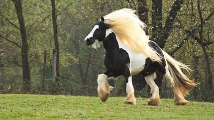 CAV Mähne Friese Aragon CAV Mähne Friese Aragon