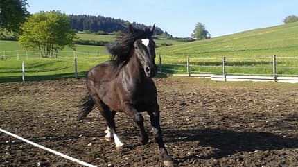 CAV Mähne Frisur Leserfotos Pferdefotos Sandra Watter CAV Mähne Frisur Leserfotos Pferdefotos Sandra Watter