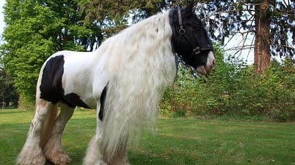 CAV Mähne Tinker Finbar CAV Mähne Tinker Finbar