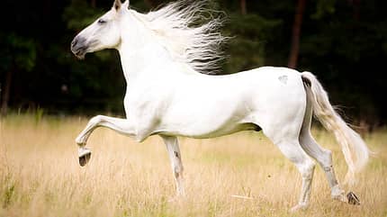 CAV Mähne Frisur Leserfotos Pferdefotos Anja Korn CAV Mähne Frisur Leserfotos Pferdefotos Anja Korn
