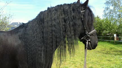 CAV Mähne Friese Hengst CAV Mähne Friese Hengst