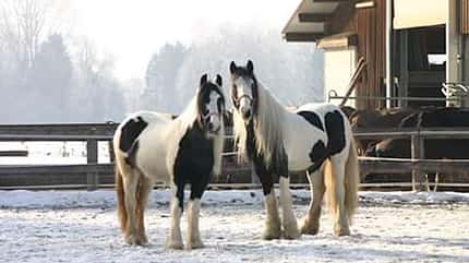 CAV Mähne offen Jessica Deflorian CAV Mähne offen Jessica Deflorian
