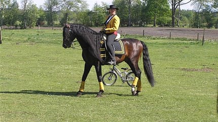 CAV Lusitano Pferdewelt MS