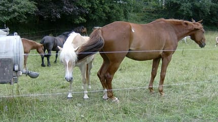 CAV Eiweiß im Futter Koppel Weide Anweiden Gras Wasser Fuchs