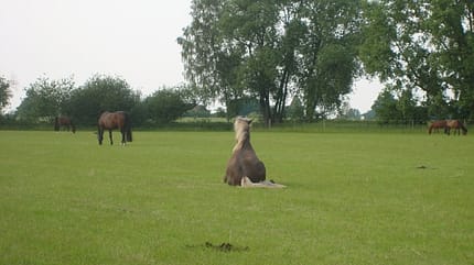 CAV Schräge Pferdefotos Isländer Koppel