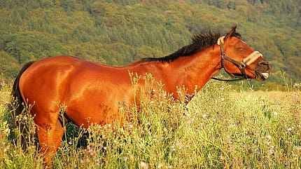 CAV Pferd Weide Koppel Pferdekopf CAV Pferd Weide Koppel Pferdekopf
