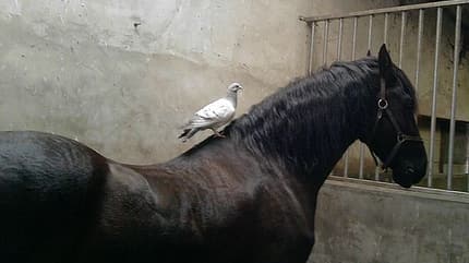 CAV Pferdefotos Friese