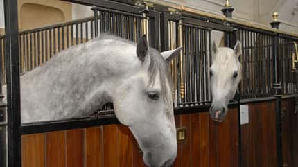 CAV Lipizzaner Spanische Hofreitschule Wien