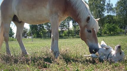 CAV Schräge Pferdefotos Haflinger Hund