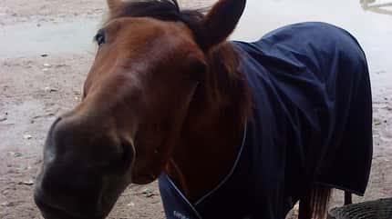 CAV Pferd Paddock Abschwitzdecke Kopf Brauner