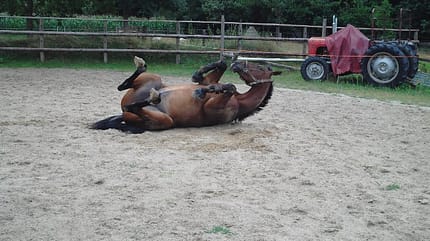 CAV Pferd Brauner Wälzen Paddock