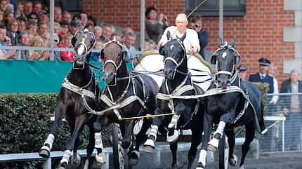 CAV Quadriga Celle Kutsche Rappen Gespann