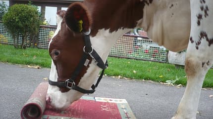 CAV Schräge Pferdefotos MS Kuh Teppich Agility