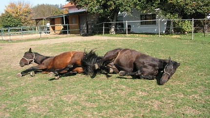 CAV Wälzen Pferd Koppel Weide Paddock Pferdefotos
