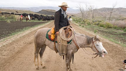 CAV Cattle Drive Western Horsemanship Montana Rinder MS_05 CAV Cattle Drive Western Horsemanship Montana Rinder MS_05