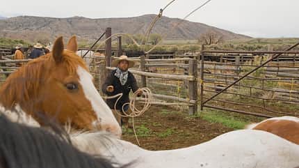 CAV Cattle Drive Western Horsemanship Montana Rinder MS_06 CAV Cattle Drive Western Horsemanship Montana Rinder MS_06
