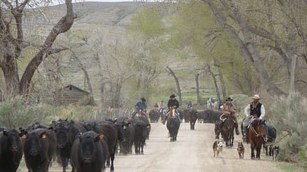 CAV Cattle Drive Western Horsemanship Montana Rinder MS_08 CAV Cattle Drive Western Horsemanship Montana Rinder MS_08