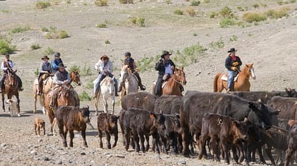 CAV Cattle Drive Western Horsemanship Montana Rinder MS_01 CAV Cattle Drive Western Horsemanship Montana Rinder MS_01