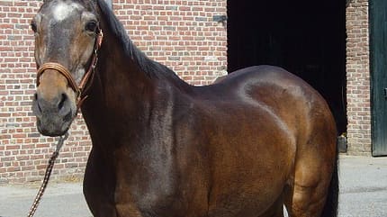 CAV Pferde Senioren Hannoveraner Daisy MS CAV Pferde Senioren Hannoveraner Daisy MS