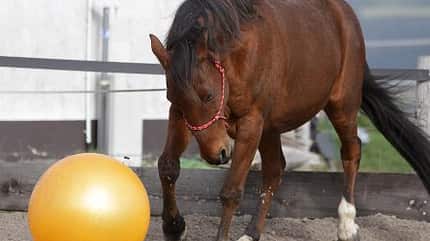 *CAV Pferdesenioren Delano spielt Fußball MS* *CAV Pferdesenioren Delano spielt Fußball MS*