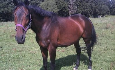 CAV Pferde Senioren Trakehner Arizona 17 MS CAV Pferde Senioren Trakehner Arizona 17 MS