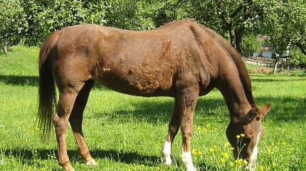 CAV Pferde Senioren Stute Aline 31 MS CAV Pferde Senioren Stute Aline 31 MS