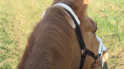 CAV Pferde Senioren 23 Quarter Horse Stute Sunny Baby Sun MS CAV Pferde Senioren 23 Quarter Horse Stute Sunny Baby Sun MS
