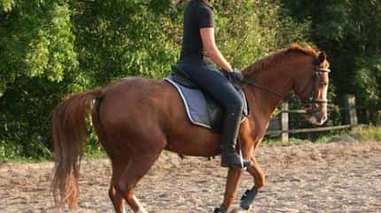 CAV Pferde Senioren Pony Gloria 19 Vielseitigkeit MS CAV Pferde Senioren Pony Gloria 19 Vielseitigkeit MS