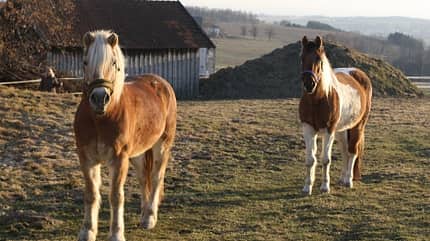 CAV Pferde Senioren Wallach Haflinger Benny Schecke Schoschone MSMS CAV Pferde Senioren Wallach Haflinger Benny Schecke Schoschone MSMS