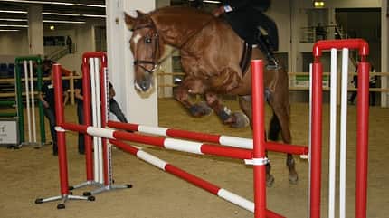 CAV Pferde Senioren Wallach Cayenne MS CAV Pferde Senioren Wallach Cayenne MS