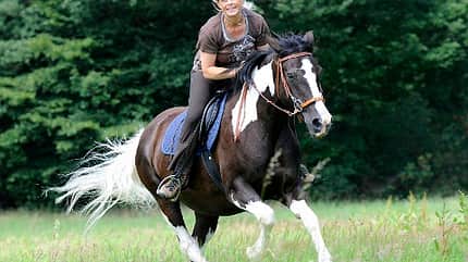 CAV Pferde Senioren Welshcob-Tinker-Hessen-Mix Stute Angelina 20MS CAV Pferde Senioren Welshcob-Tinker-Hessen-Mix Stute Angelina 20MS