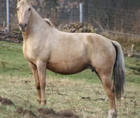 CAV Pferde Senioren Morgan Horse 24 MS CAV Pferde Senioren Morgan Horse 24 MS