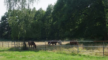 CAV 1011_Reitschultest Pfalz_Ponyfarm-16 (jpg) CAV 1011_Reitschultest Pfalz_Ponyfarm-16 (jpg)