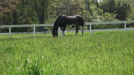 CAV_MS Clydesdales_River grazing on beautiful green grass (jpg) CAV_MS Clydesdales_River grazing on beautiful green grass (jpg)