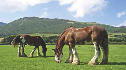 CAV Clydesdale_14 Cumbrian Heavy Horses CAV Clydesdale_14 Cumbrian Heavy Horses