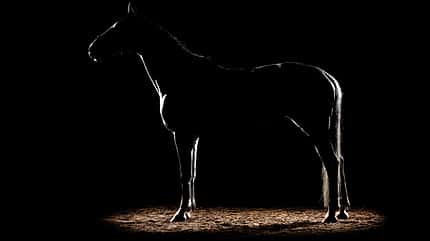 CAV Equine FineArt Jörg Kraus Cheri_01 CAV Equine FineArt Jörg Kraus Cheri_01