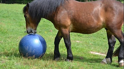 CAV Ball spielen Jule Schulze CAV Ball spielen Jule Schulze