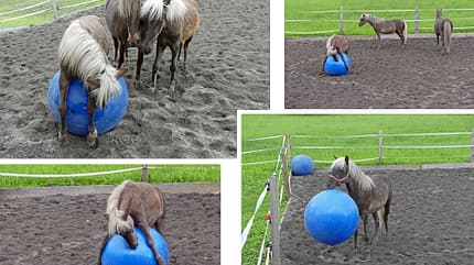 CAV Ball spielen Ulrike Kaeser 1 CAV Ball spielen Ulrike Kaeser 1